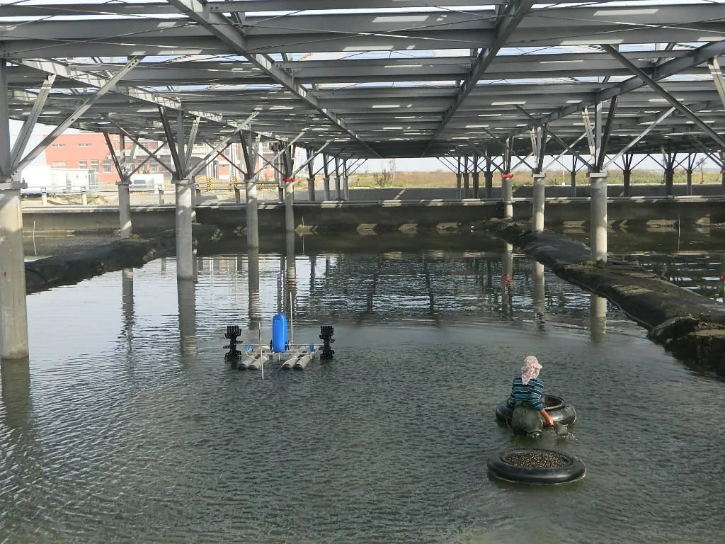 漁電共生　魚塭種電試驗成果豐碩